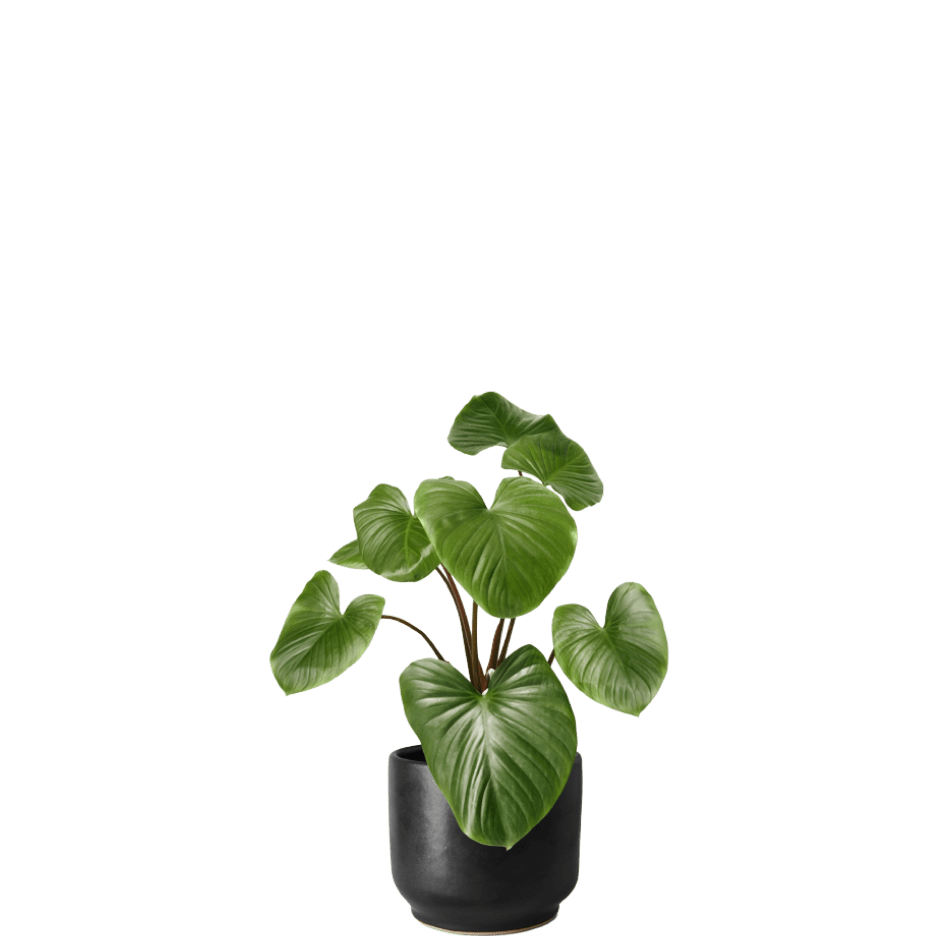 Monstera